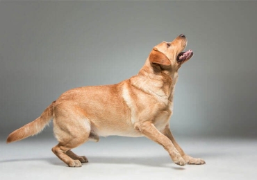Fantastic Breed German Shepherd For Sale In Nigeria