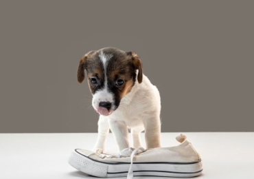 Little Bright Dog for sale in Nigeria