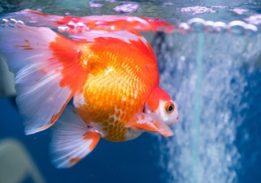 Vibrant goldfish For Sale in Nigeria