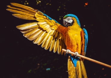 Cute Green Parrot Bird For Sale in Nigeria